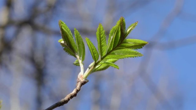 Young Rowan tree foliage  (Sorbus aucuparia) in spring. 