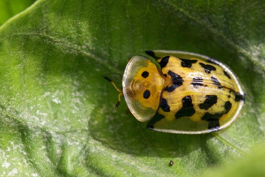 Close-up Of Yellow Tortoise Shell Beetle On Leaf