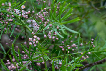 Asparagus ferm blooming with a lot of little white flowers that before are like pink buds
