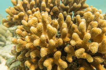 Underwater panorama of dead bleached killed stony coral on the tropical reef in Maldives. Save oceans concept.
