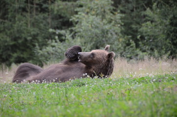 Orsi bruni europei in una radura in mezzo nel bosco tra i monti Carpazi