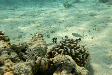 Dead bleached stony corals with small fishes in the tropical reef in Maldives. Underwater life concept.