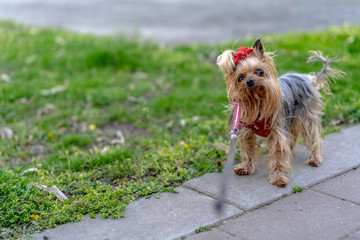 Yorkshire Terrier on a walk on a leash
