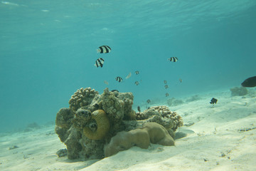 Dead bleached stony corals with small fishes in the tropical reef in Maldives. Samdy bottom. Underwater life concept.