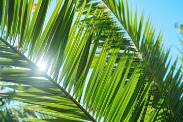 Naklejka na ściany i meble Closeup plant background, texture, green leaf of palm tree