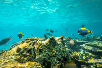 Fototapeta na wymiar Underwater panorama of dead bleached stony coral with fishes on the tropical reef in Maldives. Underwater life concept.