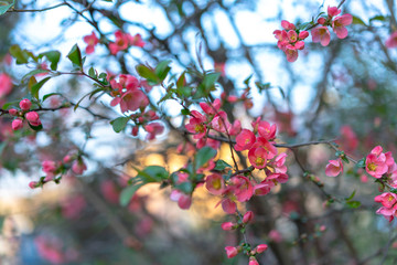 Decorative tree growing in nature