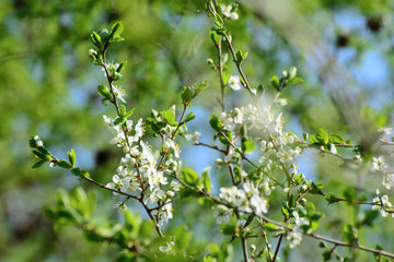 flowering cherry branches lit by the sun. Close-up. Concept - The revival of nature.