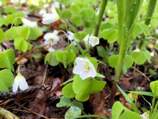 spring flowers after the rain. Macro mode