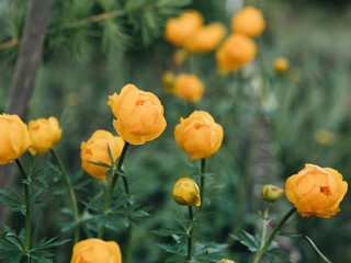 Yellow flowers bloom in summer. Green background. A lot of greenery. Sunny weather. The background is blurred.