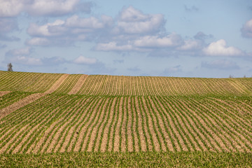 Fototapeta na wymiar Young crop draws green lines across field during spring