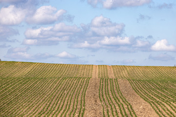 Fototapeta na wymiar Young crop draws green lines across field during spring