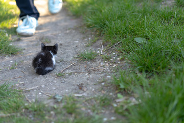 Obraz premium Little kitten is waiting for human help.