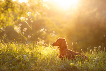 dog on nature in the park. Dachshund puppy. Pet for a walk