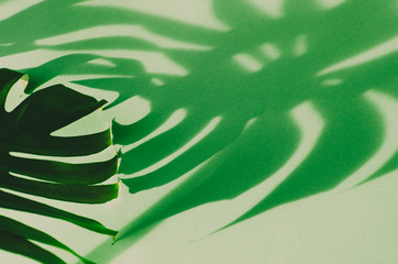 Green coloured background with monstera leaf plant shadows