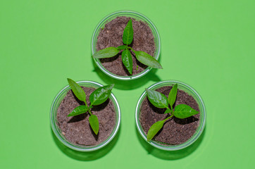 A close up of young plantlets of sweet pepper in a plastic pots on green background. Bell pepper seedlings, top view
