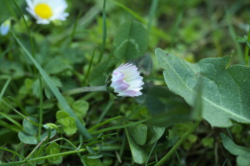 butterfly on a flower