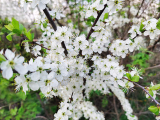 Branch of a blossoming tree with beautiful white flowers