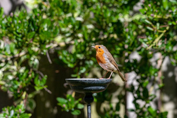 Wild robin, erithacus rubecula, perched on suet garden bird feeder