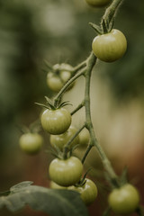 Fresh green organic tomatoes growing on a branch
