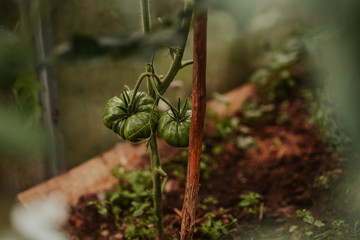 Fresh green organic tomatoes growing on a branch