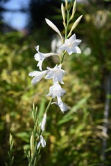 Gladiolus flowers / Iridaceae bulbous plant