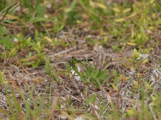 green dragonfly in the grass