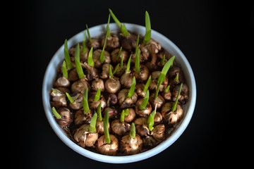 Flower bulbs begin to grow