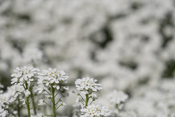 Nice flower Iberis in the garden with unfocused background