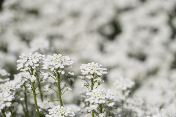 Nice flower Iberis in the garden with unfocused background