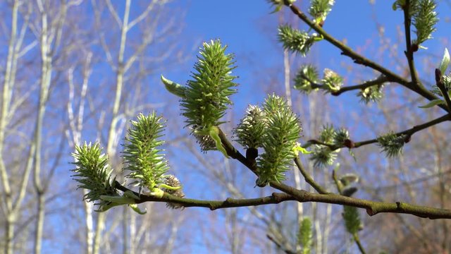 Goat willow (Salix caprea) twig with female catkins in spring. 