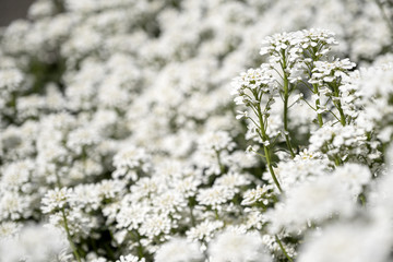 Nice flower Iberis in the garden with unfocused background