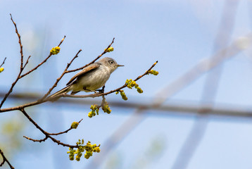 Kinglet Bird on a Tree