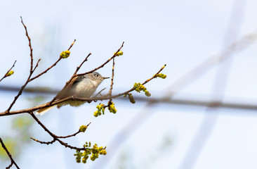 Kinglet Bird on a Tree