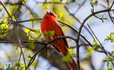 Cardinal in a Tree
