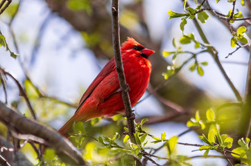 Cardinal 