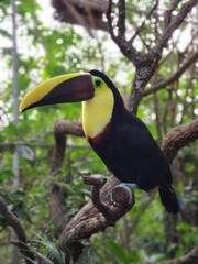 Toucan on a tree