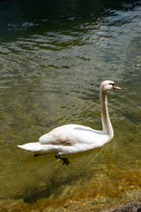 swan on a lake