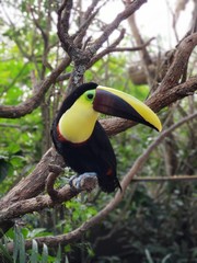 Yellow billed toucan