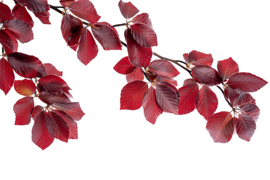 Copper beech tree twig isolated on white background