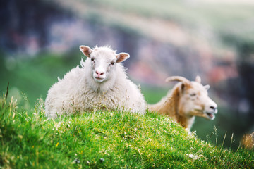 Two sheeps on green grass meadow on Faroe islands, Denmark. Animal photography