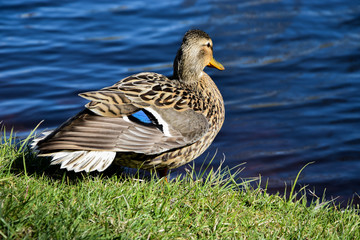 Fototapeta premium Closeup photo of a duck standing near the river in a sunny day