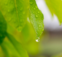 Light green pear leaves and water drops during rain, photo with selective focus.