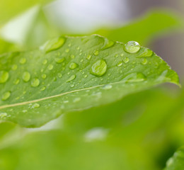 Fototapeta premium Light green pear leaves and water drops during rain, photo with selective focus.