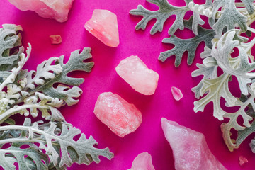 Rose Quartz and Dusty Miller on Magenta Background