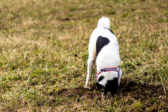 Close-up view from the side of a dog digging through the mud looking for mice. Dog hunter, bloodhound