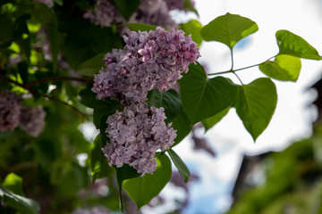 pink lilac
