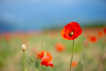 red poppy in the field