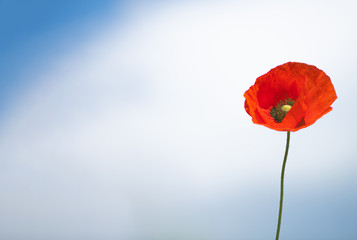 against the blue sky with white clouds is a lone red poppy flower on the right side сopy space on...