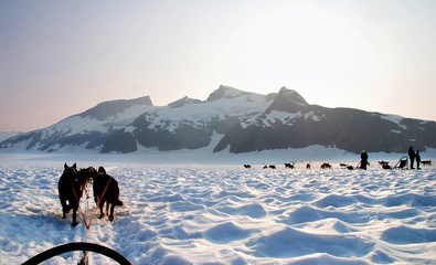 sled dogs on a mountain